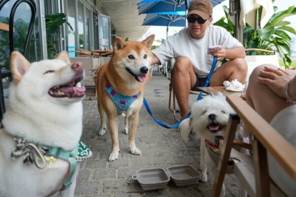 ‘Overwhelming’: Hong Kong’s dog-friendly restaurant scheme twice oversubscribed