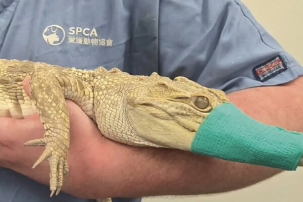 Rescuers snap into action after crocodile found in Hong Kong building