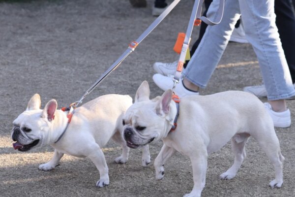 Hong Kong steps up random dog licence checks, warns owners of prosecutions
