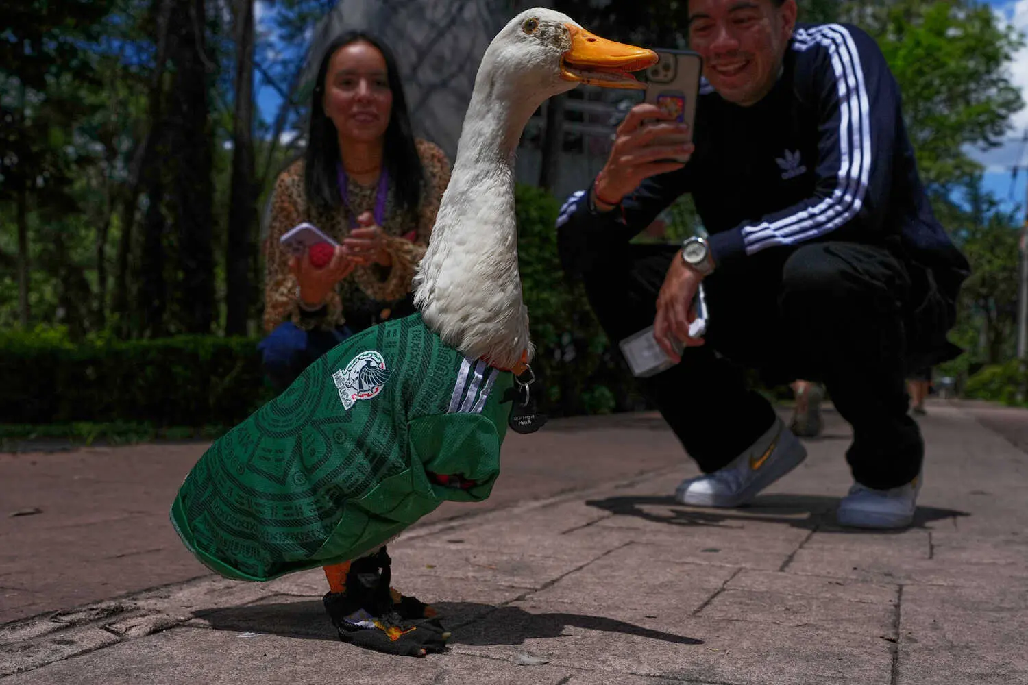 Among Mexico’s World Cup Fans: Merlin the Duck