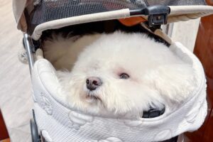 Resident Leona Li could not easily fit her stroller carrying her bichon frise at Choubo Kissaten. Photo: Handout