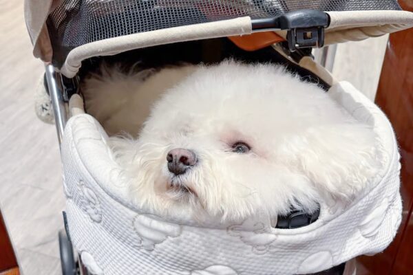 Resident Leona Li could not easily fit her stroller carrying her bichon frise at Choubo Kissaten. Photo: Handout