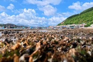 Beneath the waters of Hong Kong’s Lamma Island, a silent super plant is at work