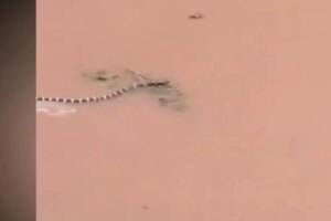 Hundreds of snakes loose in China after typhoon