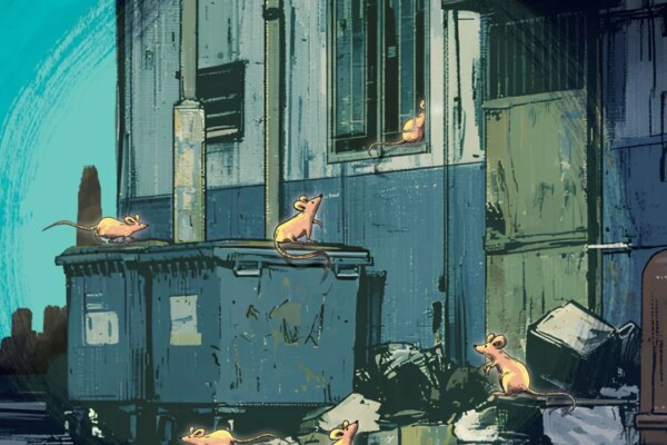 ‘Rats everywhere’: numbers caught are up 323%. So why are authorities not worried?