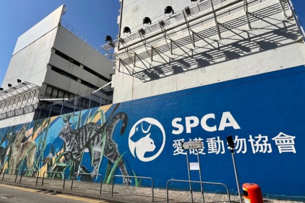 SPCA hit with backlash after wading into mainland Chinese dog-killing case