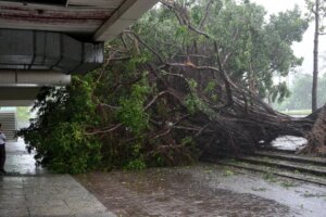 Estate residents question why Typhoon Noul uprooted so many trees