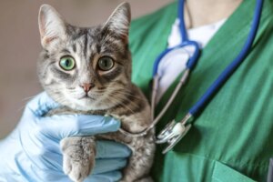 Hong Kong veterinary board pressed to improve service amid logjam of complaints