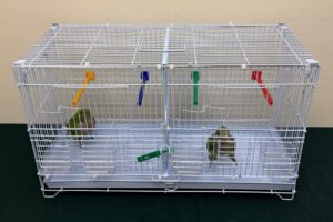 AFCD officers confirmed the birds were an endangered species listed under the Convention on International Trade in Endangered Species of Wild Fauna and Flora. Photo: Handout