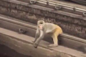 Monkeying around disrupts Hong Kong MTR services for second day in row