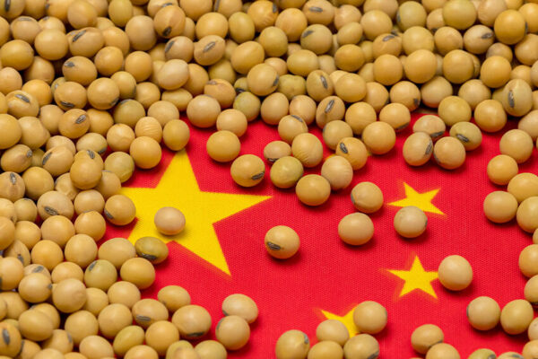 Chinese imports of soyabeans totalled 13.55M tonnes in June. Image source: Adobe Stock