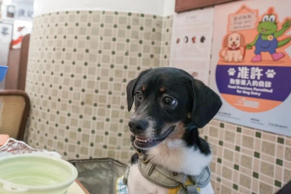 Restaurant pullouts from dog-friendly scheme ‘responsible’, 20 complaints recorded