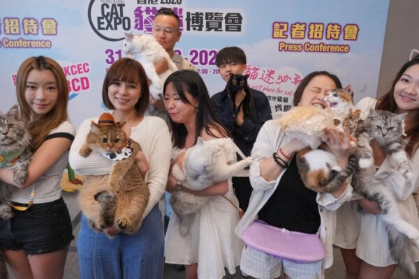 Hongkongers spend record HK$2,000 per month on cats as ‘silver’ feline market grows