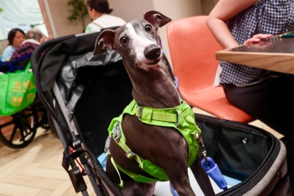 Over 900 Hong Kong restaurants welcome dogs on day 1 of pet-licensing scheme