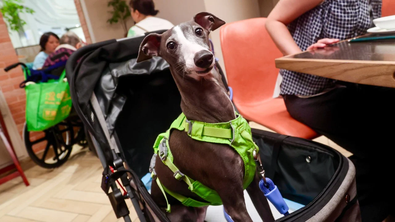 Over 900 Hong Kong restaurants welcome dogs on day 1 of pet-licensing scheme