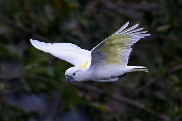 Critically endangered parrots make HK home