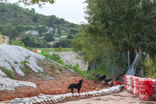 Surge in abandoned animals amid land clearance for Northern Metropolis development