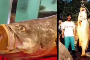 The Chinese bahaba, a critically endangered fish nicknamed the 'Panda of the Sea,' was missing from Hong Kong for over a decade, until its DNA gave it away