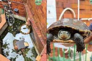 Man held after laundry capsules dumped into pond, killing catfish and injuring turtles