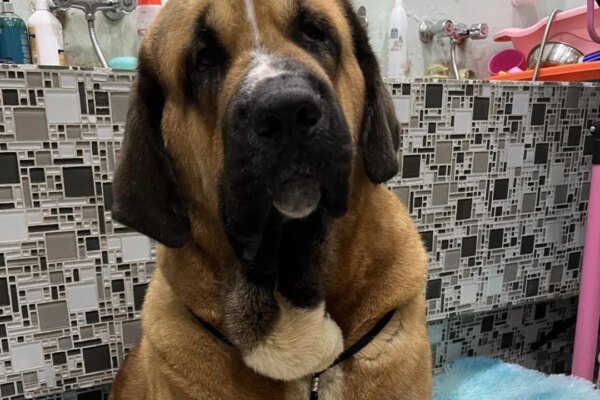 Hong Kong urged to adopt trait-based dog tiers, DNA checks after fatal attacks