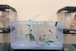 Customs seizes endangered turtles and parrots in 2 cases, arrests woman