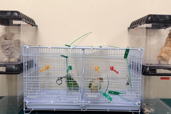 Customs seizes endangered turtles and parrots in 2 cases, arrests woman
