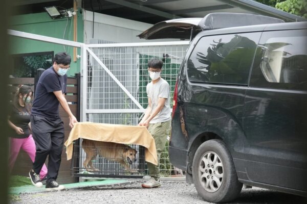 Dog that attacked handler at Hong Kong pet centre is stray awaiting adoption