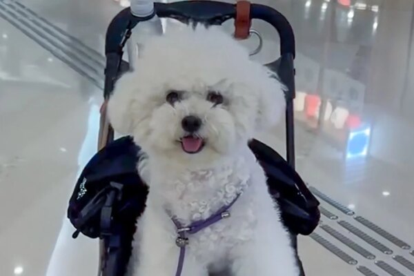 Owner of unleashed 60kg dog arrested after 2 small pets killed in Hong Kong