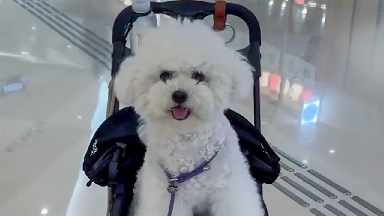 Owner of unleashed 60kg dog arrested after 2 small pets killed in Hong Kong