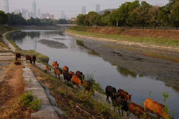 Hong Kong eyes licensing for livestock in New Territories amid urban push