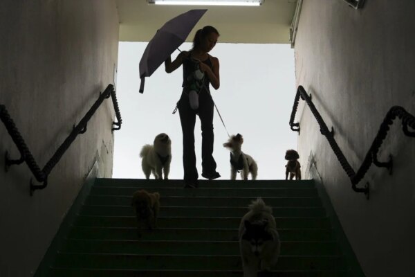 When prey instinct strikes: fast ways to save small pets from big dogs