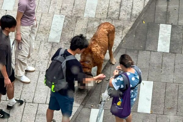 Hong Kong considering euthanising large dog after fatal attacks on 2 pets