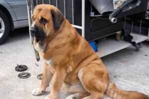 Hong Kong authorities to get tough on careless dog owners during special operations