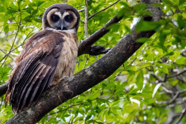Hong Kong’s biodiversity ‘richer than we know’ but many species lack protection