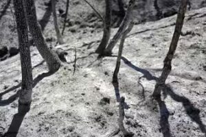 Potatoes 'boiling' in ground, livestock dead: Record heat ruins harvest in South Korea, Japan, Hong Kong