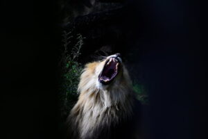 TOPSHOT - A lion (Panthera leo) is pictured in its enclosure at the Berlin Zoo on August 18, 2026. (Photo by Tobias SCHWARZ / AFP via Getty Images)