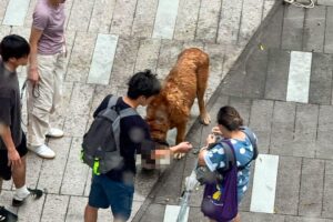 Unleashed 60kg dog runs amok, fatally mauls poodle, bichon frise in Hong Kong