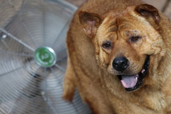 Want to keep a big dog in Hong Kong? Experts share what you should know