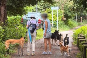 Dog injured, woman bitten in 2 new canine attack cases in Hong Kong