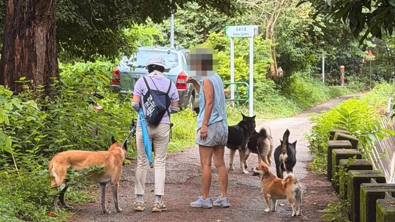 Dog injured, woman bitten in 2 new canine attack cases in Hong Kong