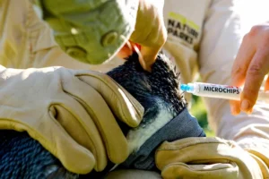Australia began vaccinating its birds against the deadly virus earlier this month<span class="copyright">Phillip Island Nature Parks/AFP</span>