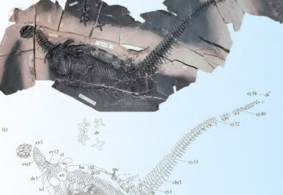 The holotype of Spatulidentatus breviceps. Image credit: Yang et al., doi: 10.16509/j.georeview.2025.11.052.