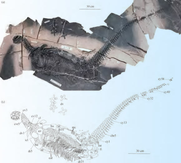The holotype of Spatulidentatus breviceps. Image credit: Yang et al., doi: 10.16509/j.georeview.2025.11.052.