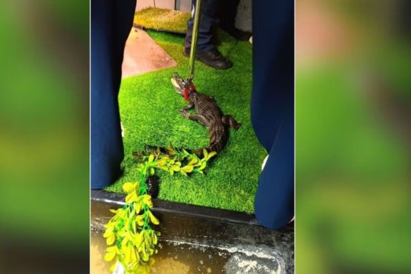 Dangerous crocodile seized from a semi-detached house in Hale
