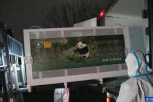 Pandas