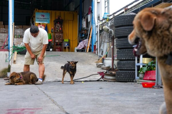 Hong Kong animal groups call for tighter pet laws after suspected fatal mauling
