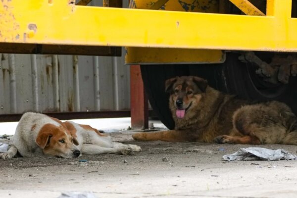 Shelters warn against poor treatment of warehouse guard dogs in New Territories