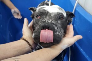 Welfare groups seek clarity on breed classification amid third fighting dog case