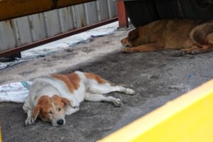 Hong Kong’s animal welfare laws fail to meet modern demands, experts say