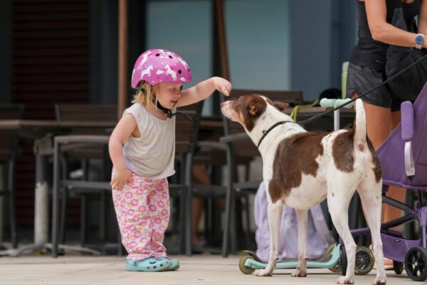 An NGO has said that government enforcement actions have increased the pressure on dog owners, prompting some to abandon their pets. Photo: Karma Lo